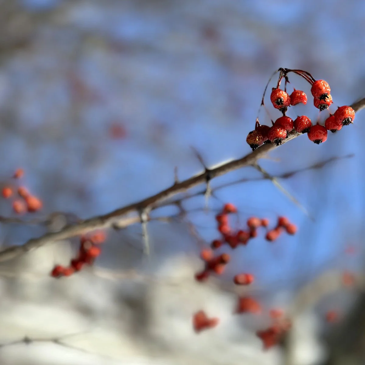 red-berries.jpg