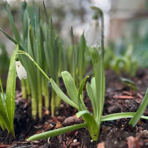 Deb march 1 snowdrops.jpeg