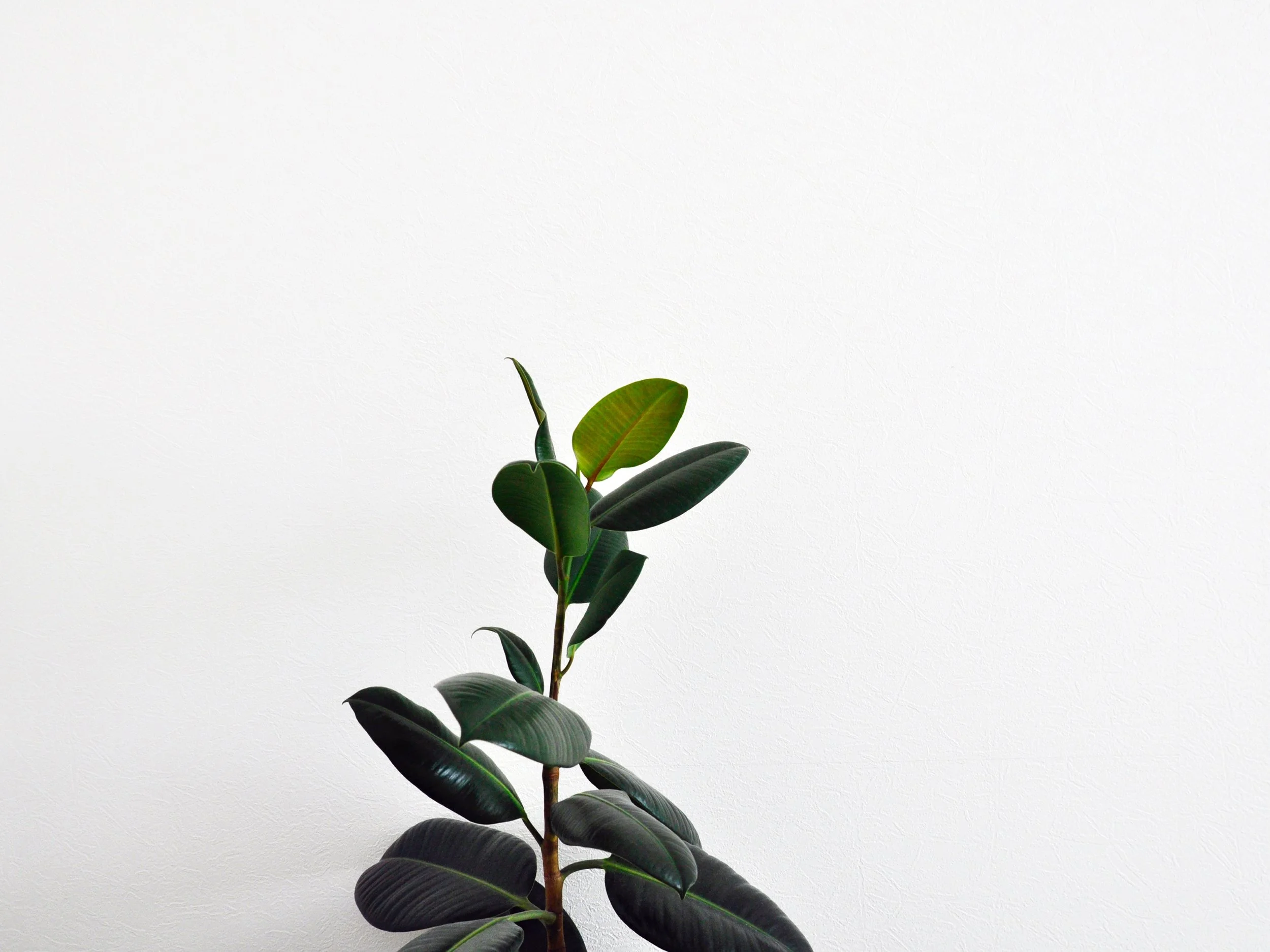 Photo by Immanuel Starshov on Unsplash