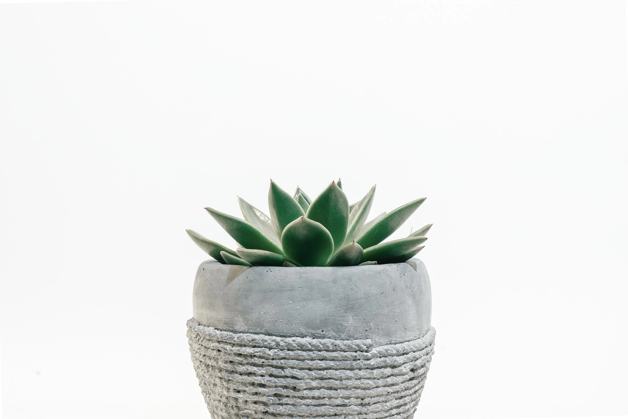Photo by Scott Webb on Unsplash