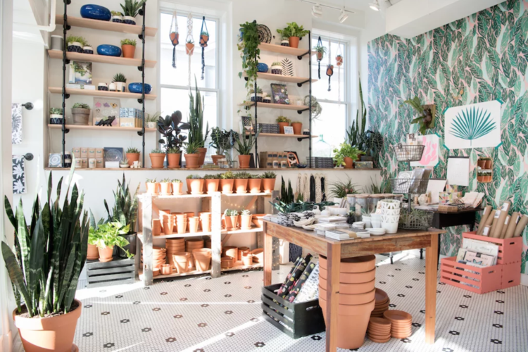 Wellness Destination: Little Leaf Plant Shop, Washington, DC