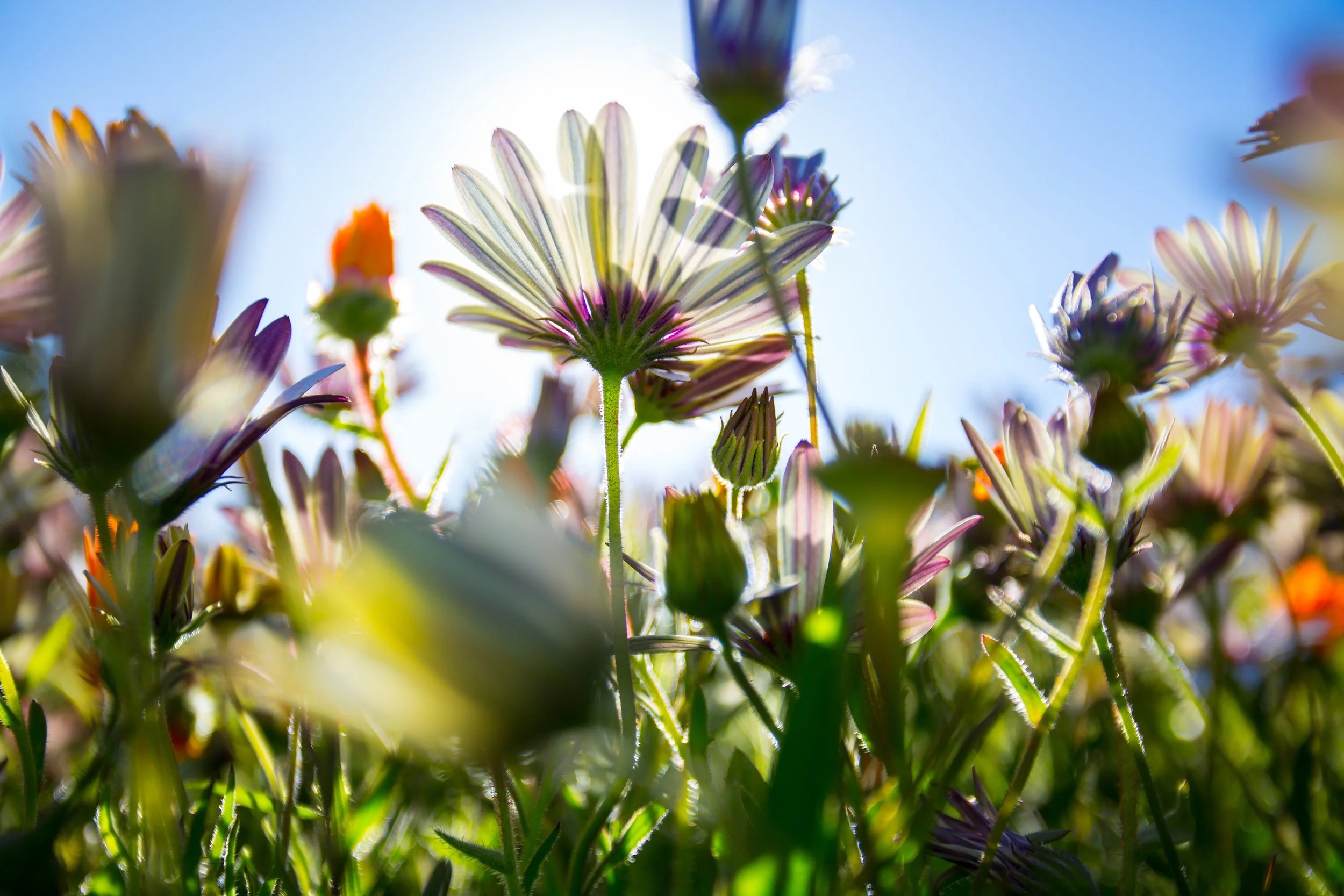 Photo by Gaston Roulstone on Unsplash