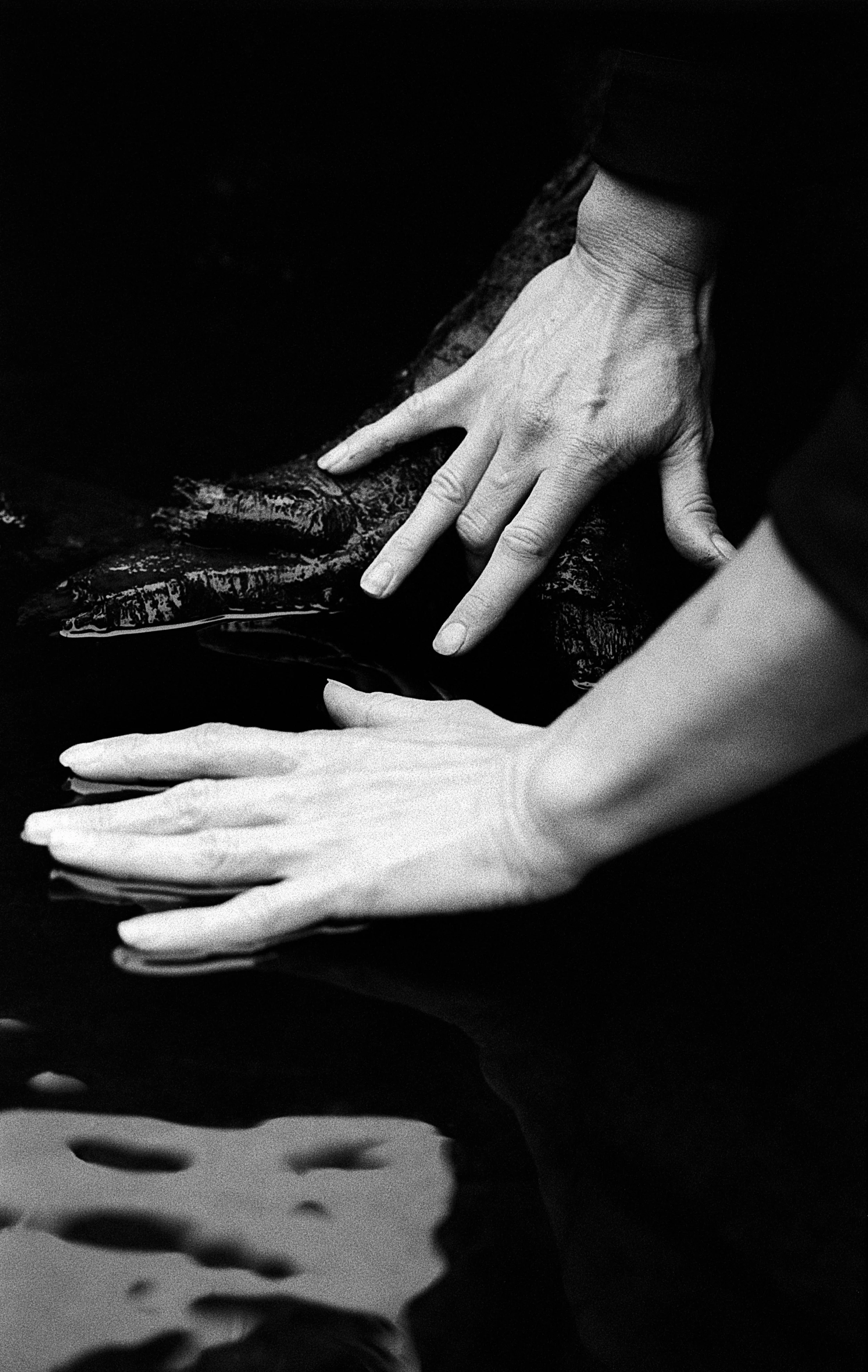 Rebecca Rose Harris Photography