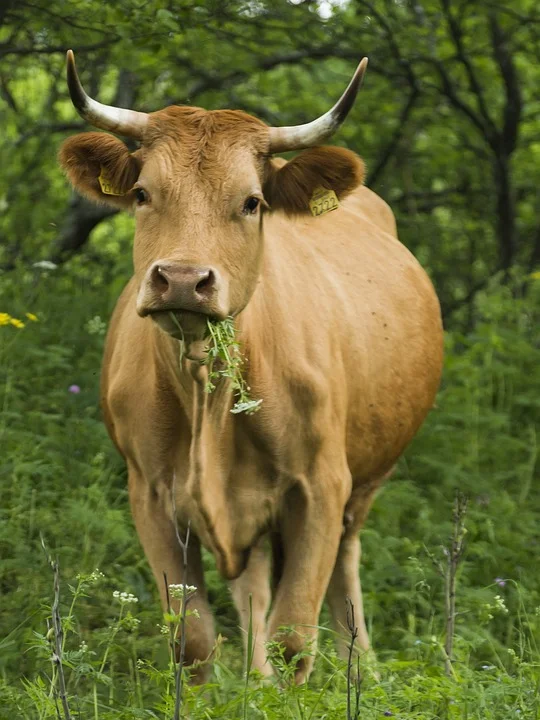 cow-1978088_960_720 eating grass.jpg