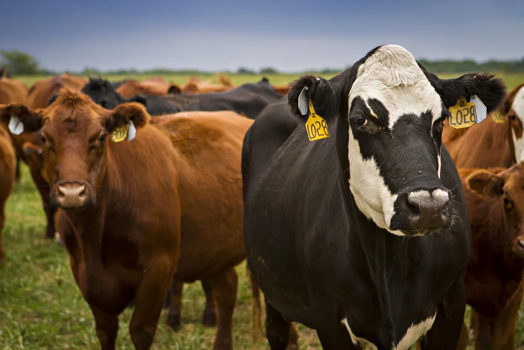 cows.jpg