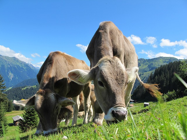cows-203460_640.jpg