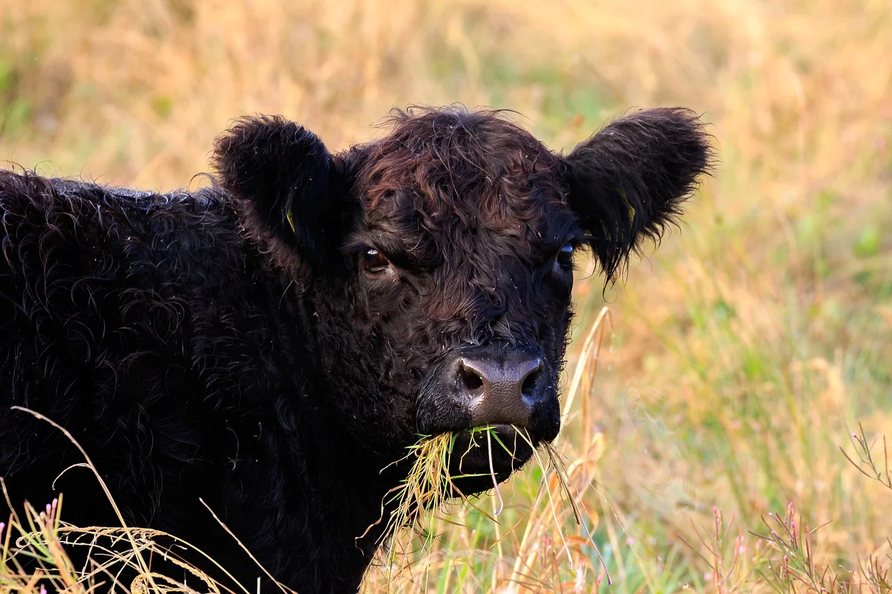 Cow Chewing.jpg