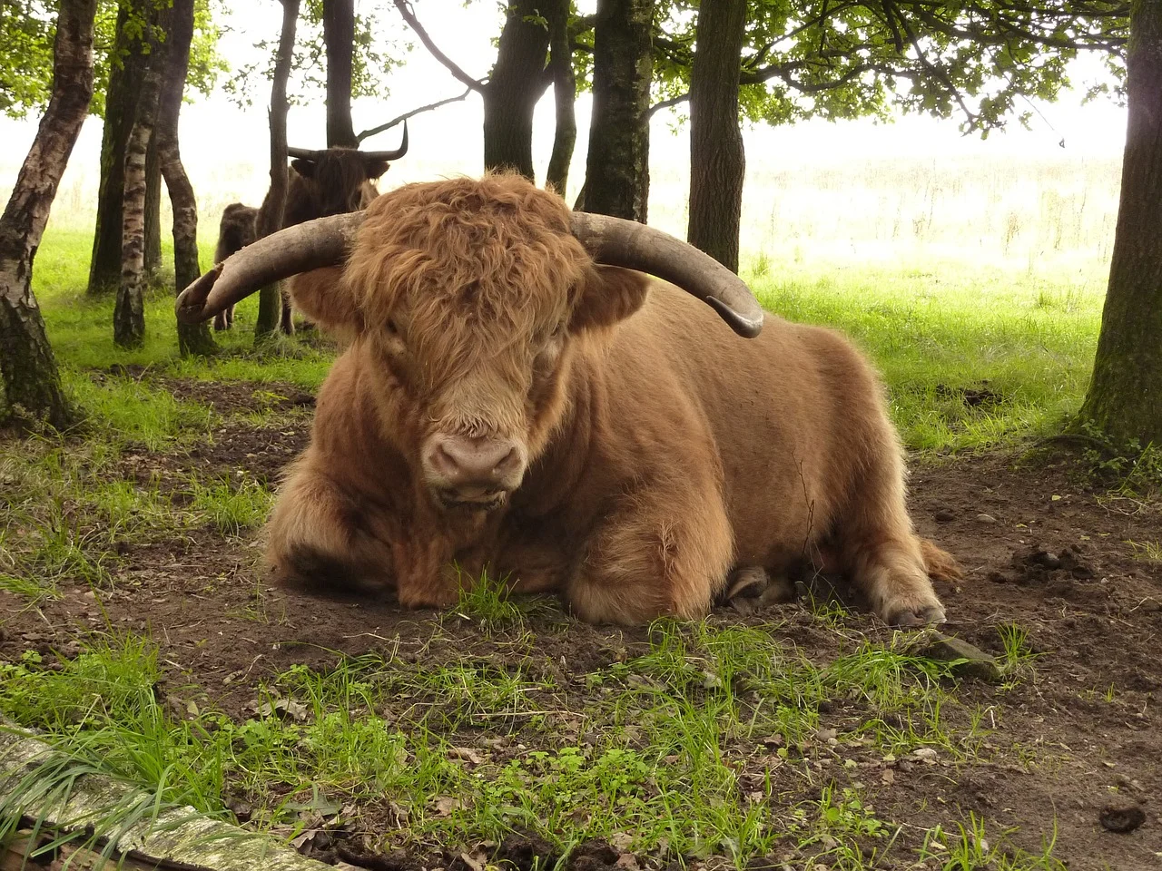 Forest Cow.jpg