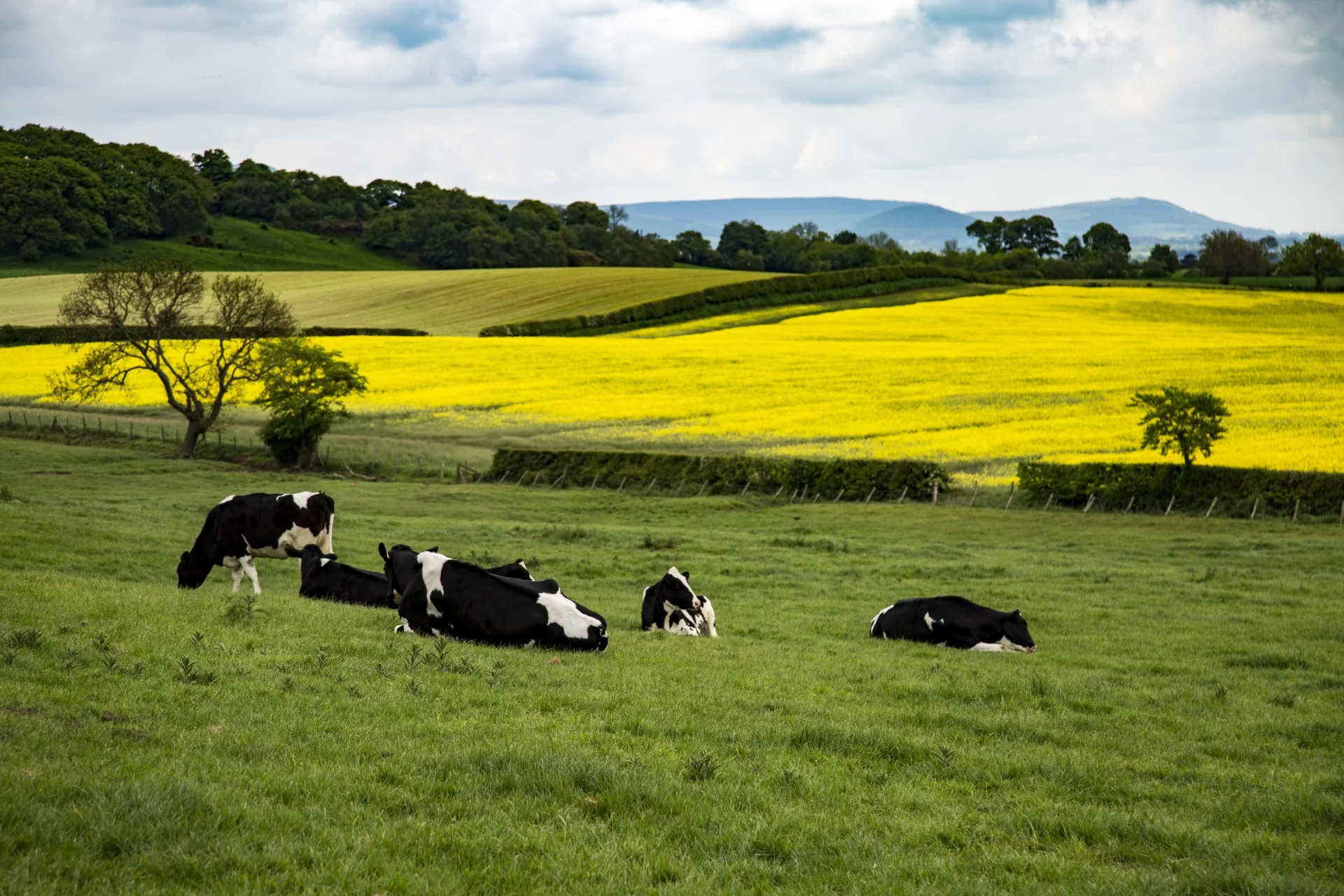 Field Cows.jpg