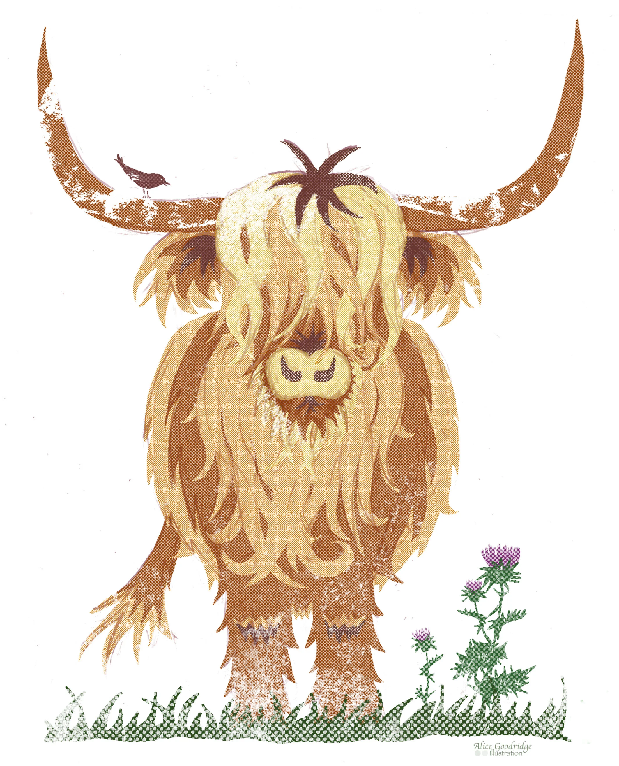 Highland Cow