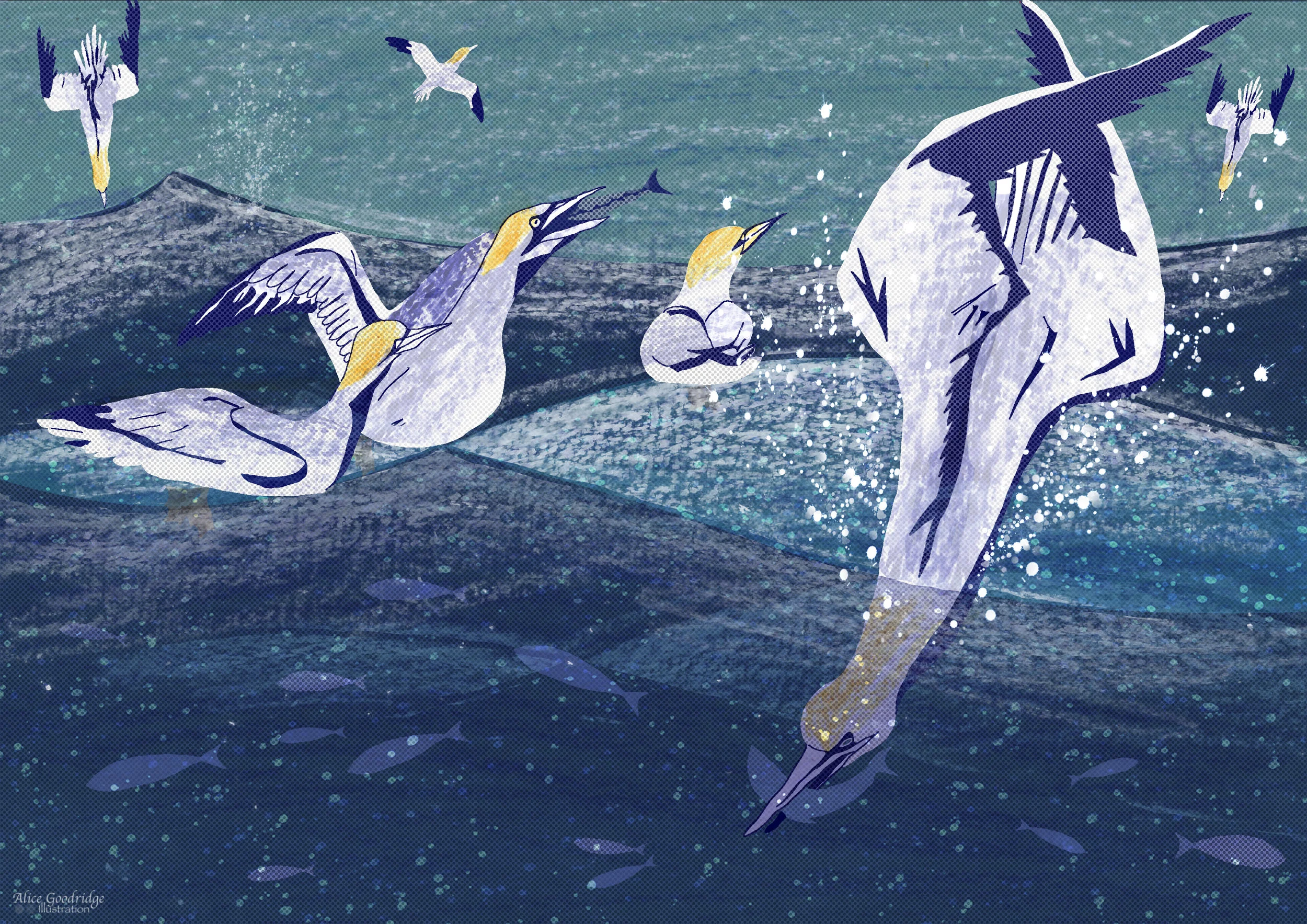 Gannets