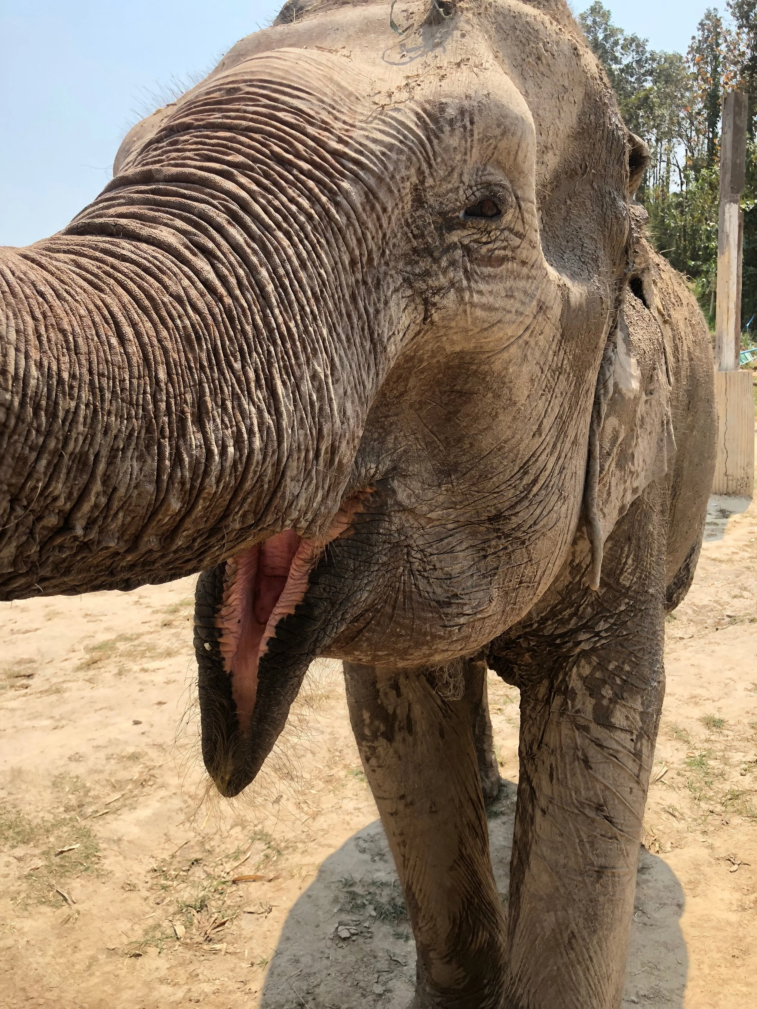 Elephant Jungle Sanctuary Chiang Mai 