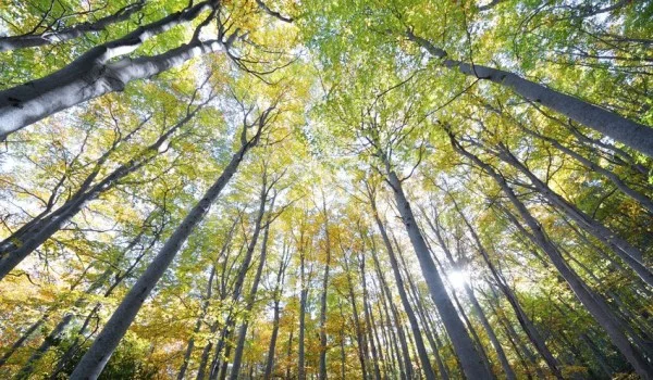 treestand-600x350.jpg