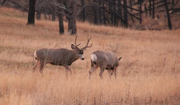deerut1-600x350.jpg