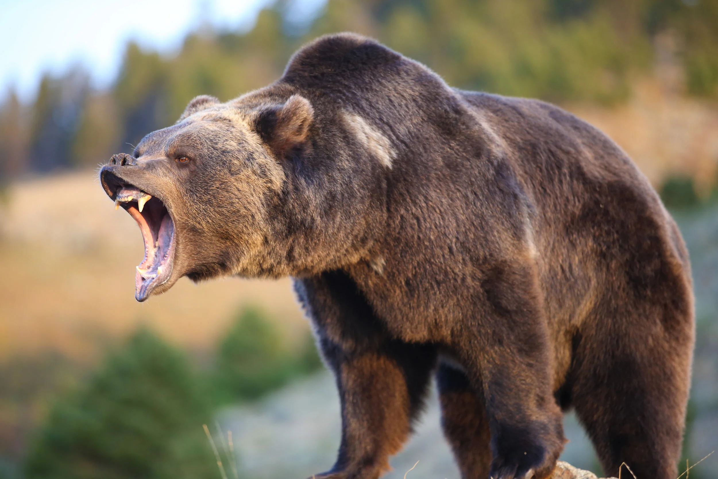 shutterstock_grizzly.jpg
