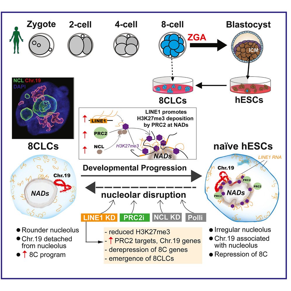 LINE1 and PRC2 control nucleolar organization and repression of the 8C state in human ESCs