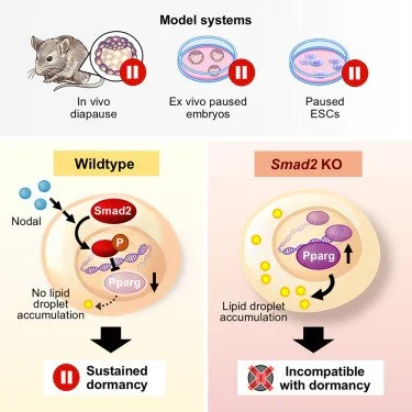 Nodal/Smad2 signaling sustains developmental pausing by repressing Pparg-mediated lipid metabolism