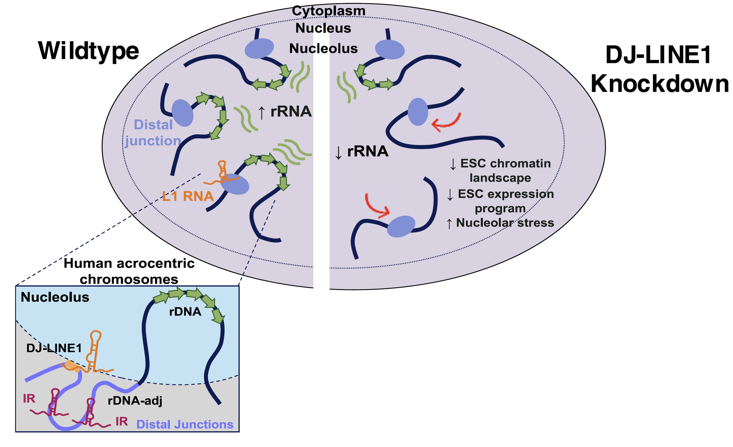 LINE1 elements at distal junctions of rDNA repeats regulate nucleolar organization in human embryonic stem cells