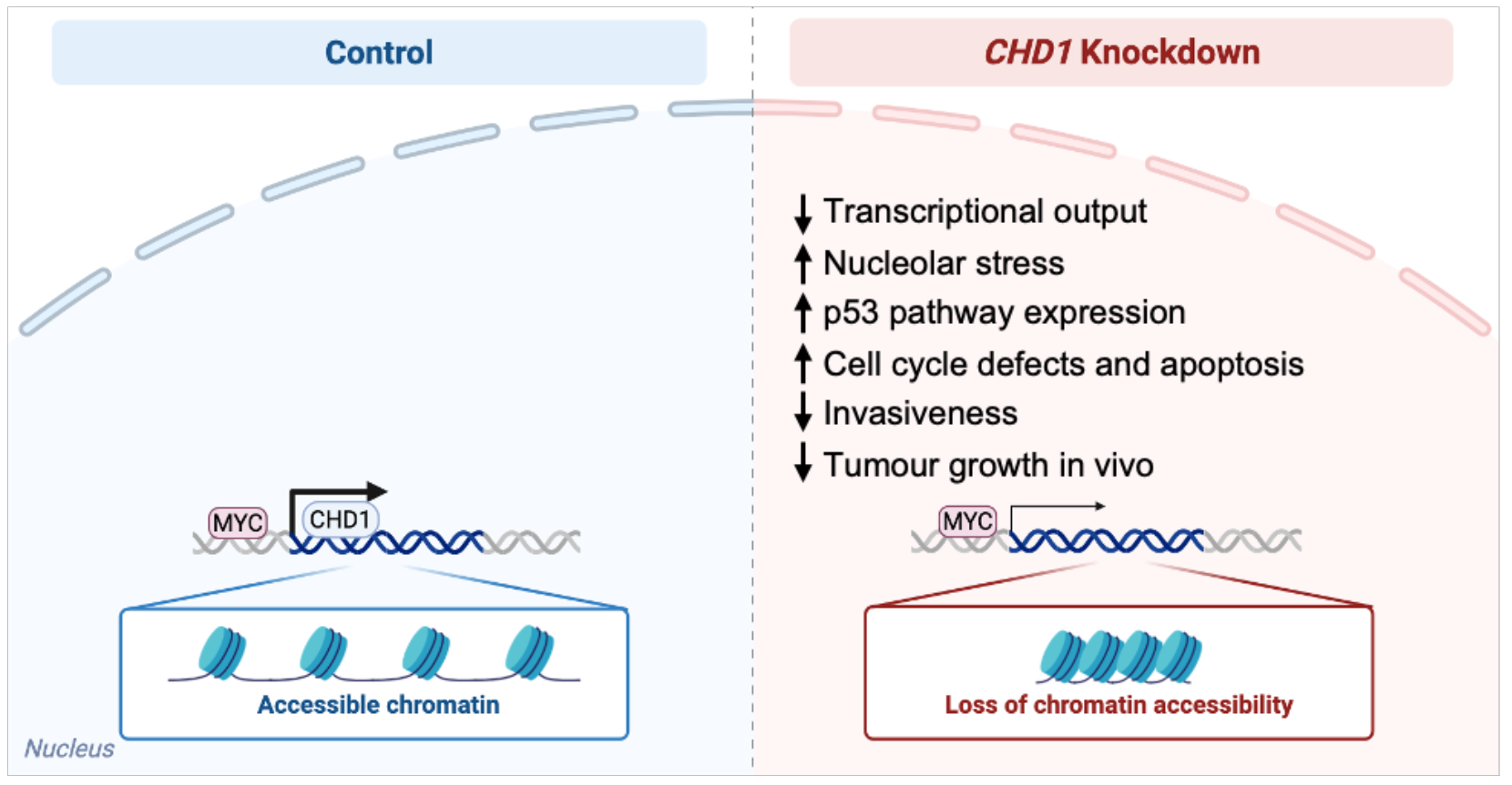 CHD1 is a synthetic lethal vulnerability in MYC-driven breast cancer
