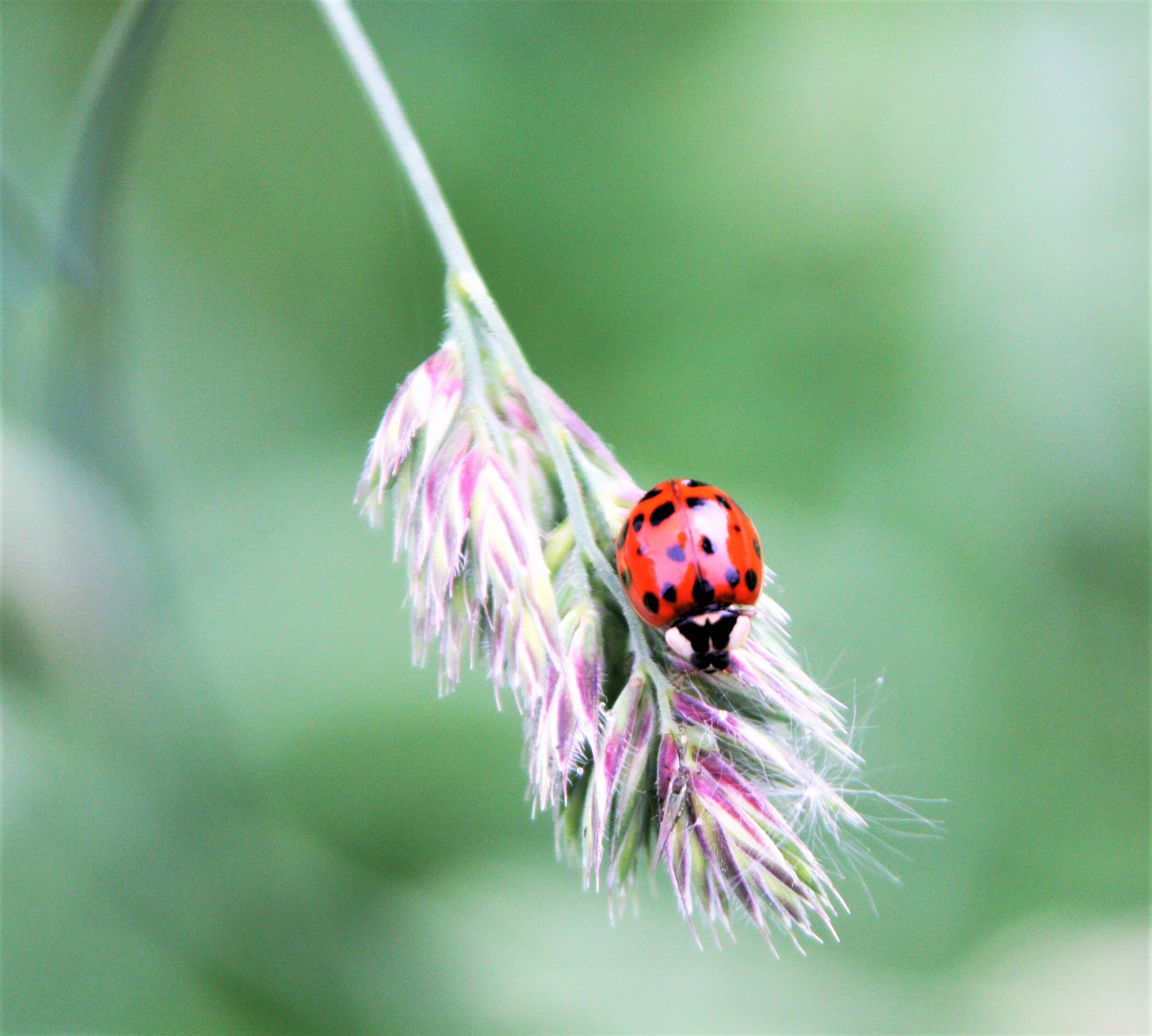 I'm A Ladybug