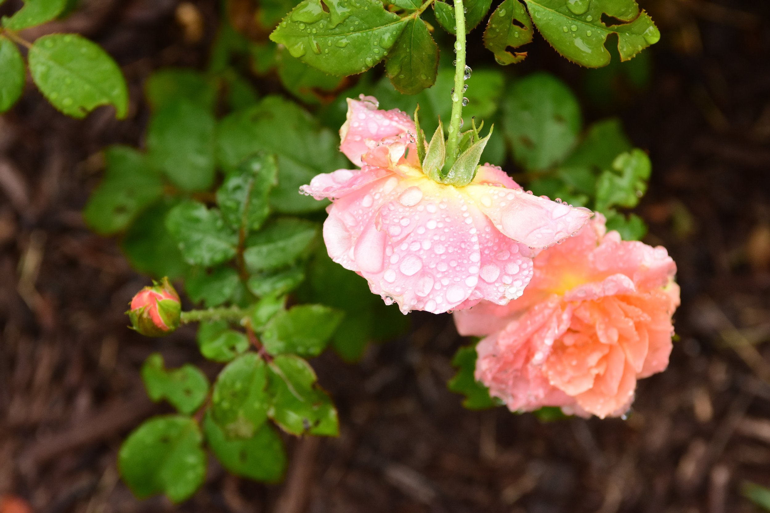 DSC_8638.jpg