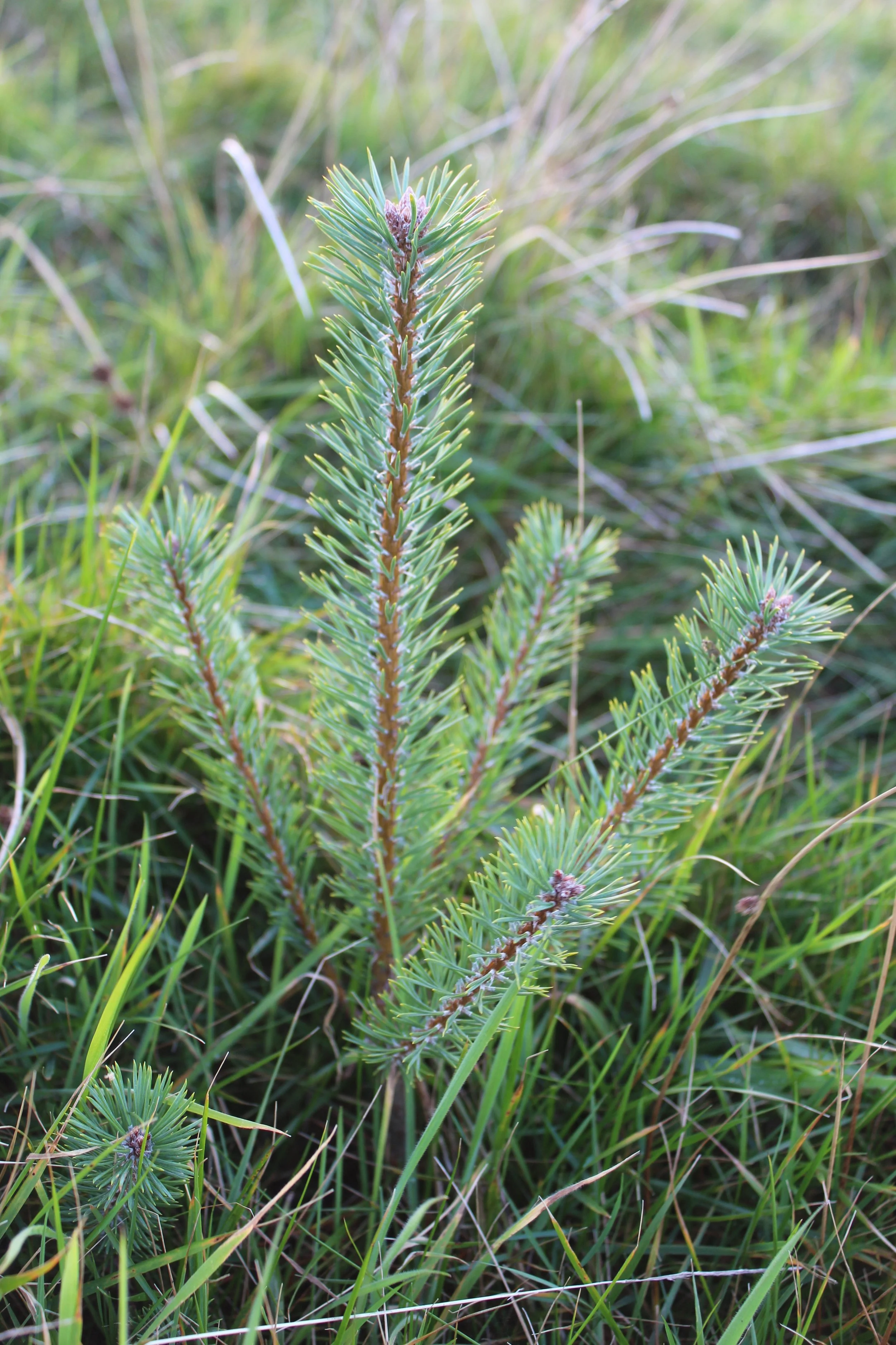 Introducing you to the Outwild trees! 🌲 