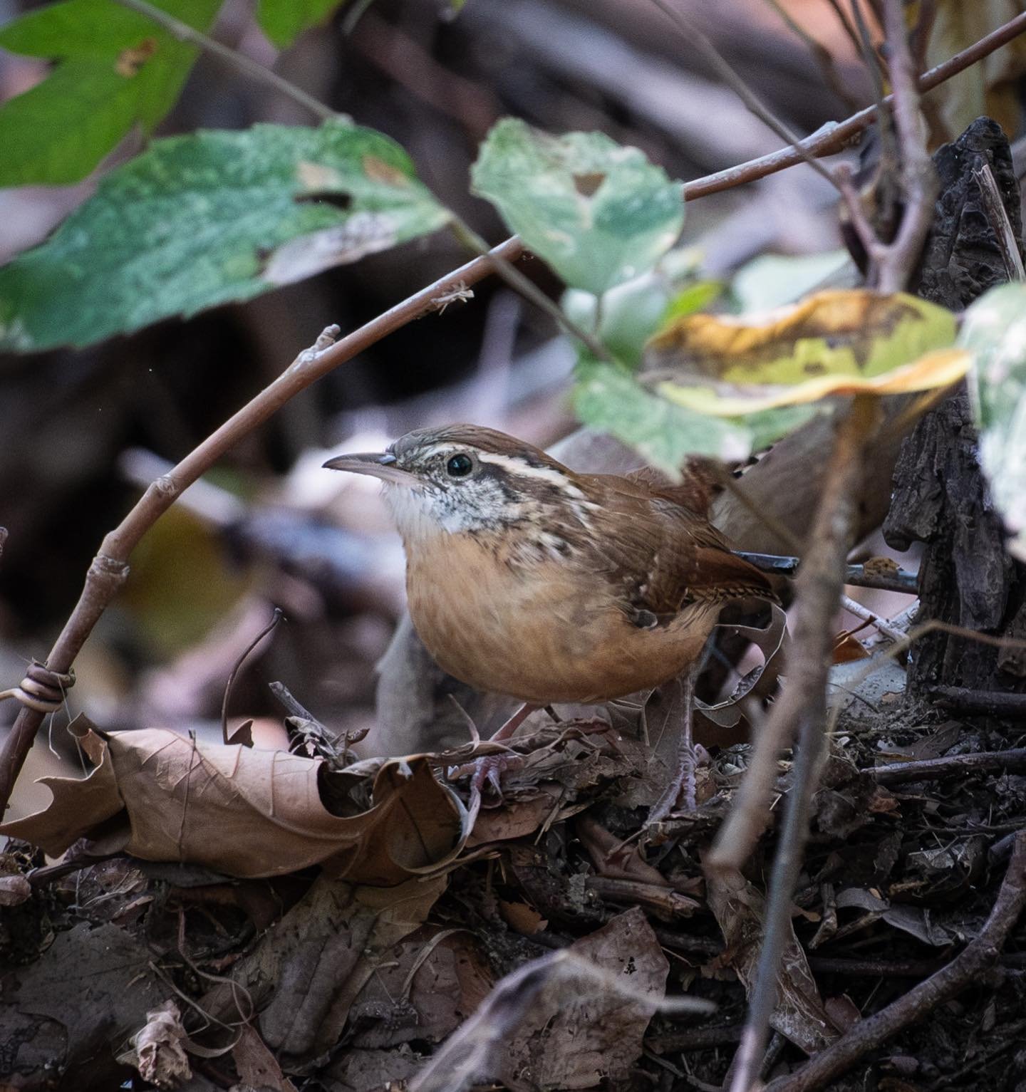 Bewick&rsquo;s Wren or Carolina Wren? 🤔🤔

#texaswildlife #austinwildlife #wildlifeofinstagram #wildlifephotography #austintexas #austin #wildanimals #localwildlife #nature #birding #birdphotography #wren #thryothorus