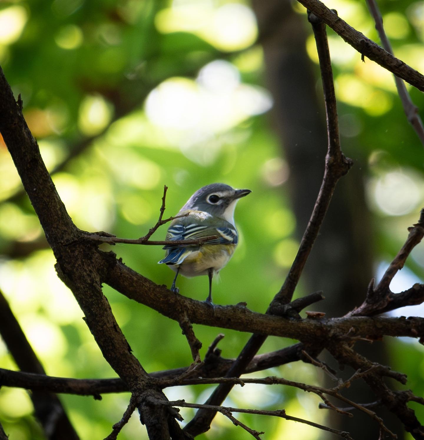 Happy Sunday!!! Here&rsquo;s a Blue-headed Vireo 🐦

#texaswildlife #austinwildlife #wildlifeofinstagram #wildlifephotography #austintexas #austin #wildanimals #localwildlife #nature #birding #birdphotography