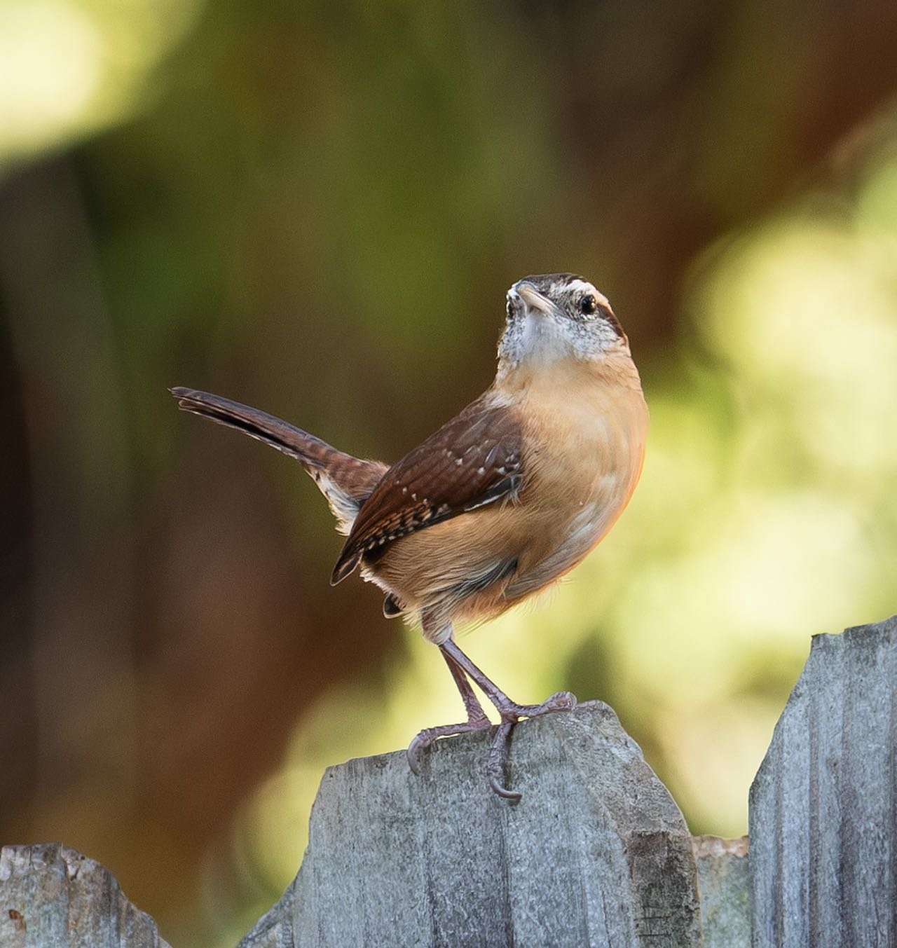 Carolina Wren 😊🤎🐦

#texaswildlife #austinwildlife #wildlifeofinstagram #wildlifephotography #austintexas #austin #wildanimals #localwildlife #nature #birding #birdphotography