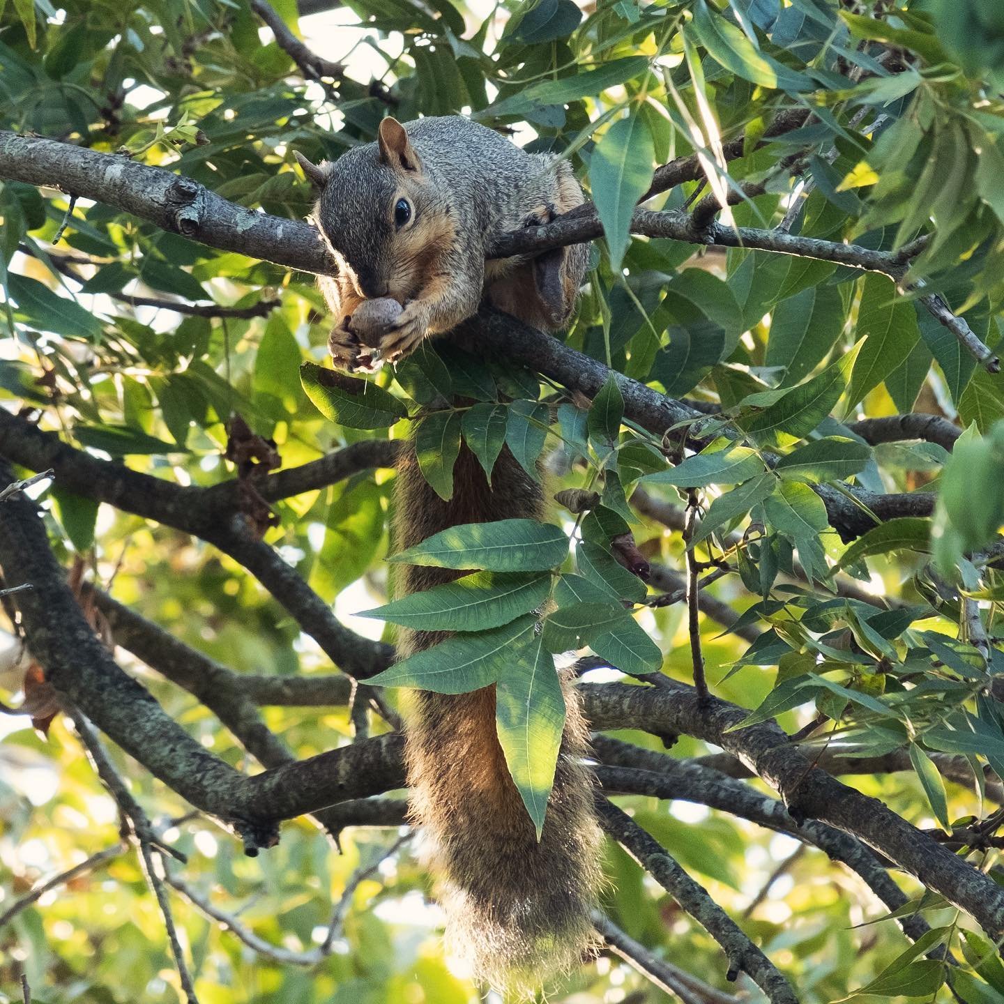 🌰🌰🐿️🤎
Aren&rsquo;t squirrels so cute?

#texaswildlife #austinwildlife #wildlifeofinstagram #wildlifephotography #austintexas #austin #wildanimals #localwildlife #nature #squirrel