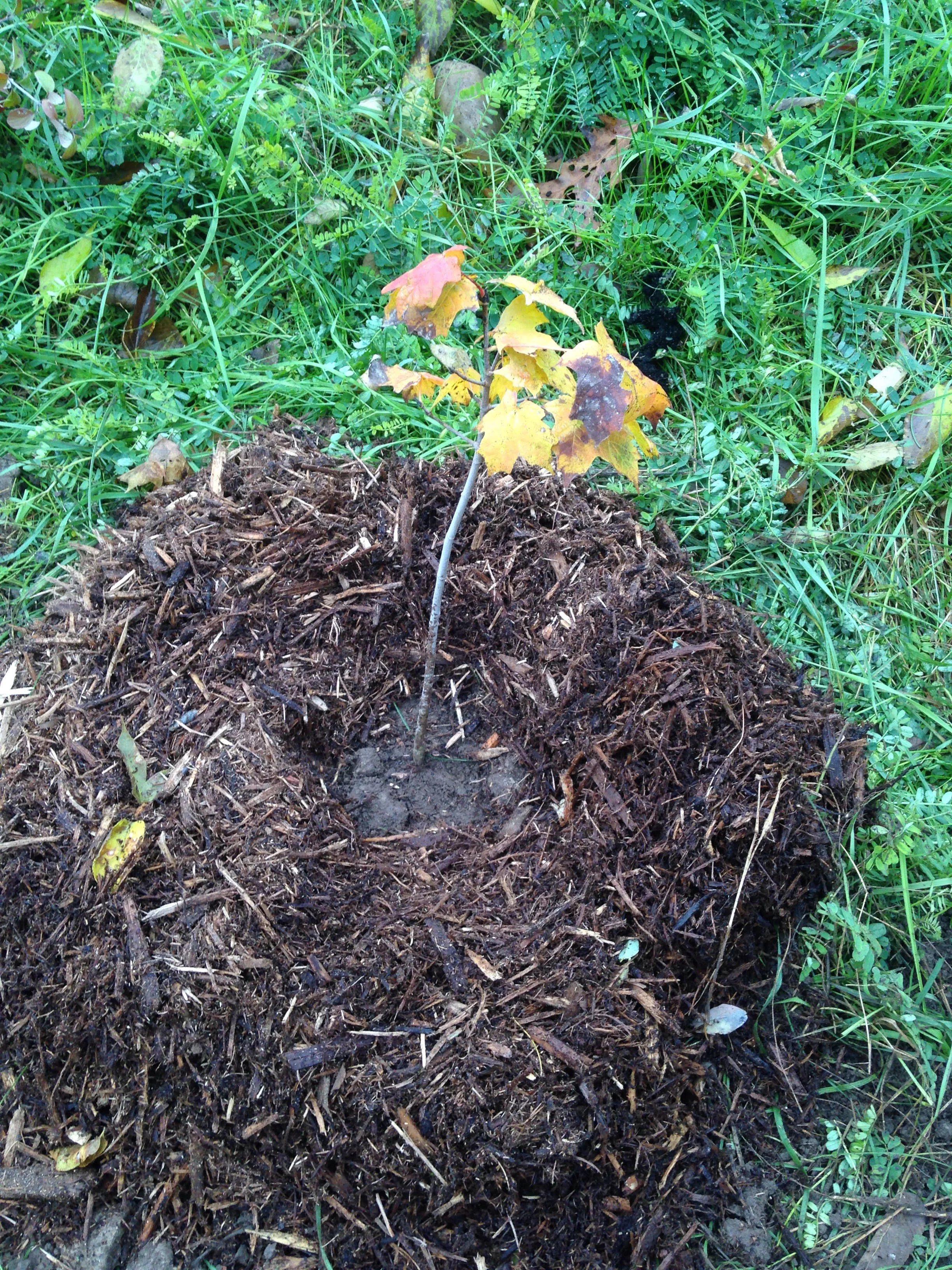 mabels tree.jpg