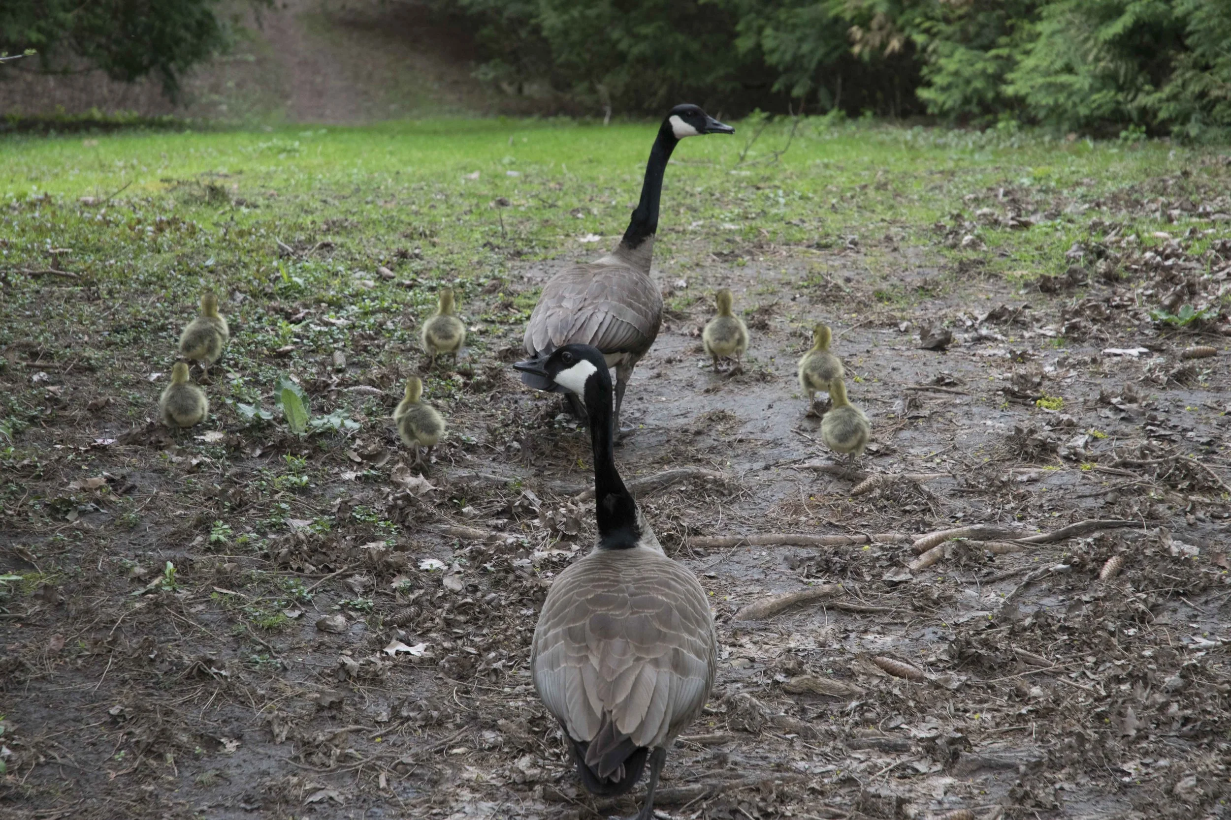 DSC_0177.jpg
