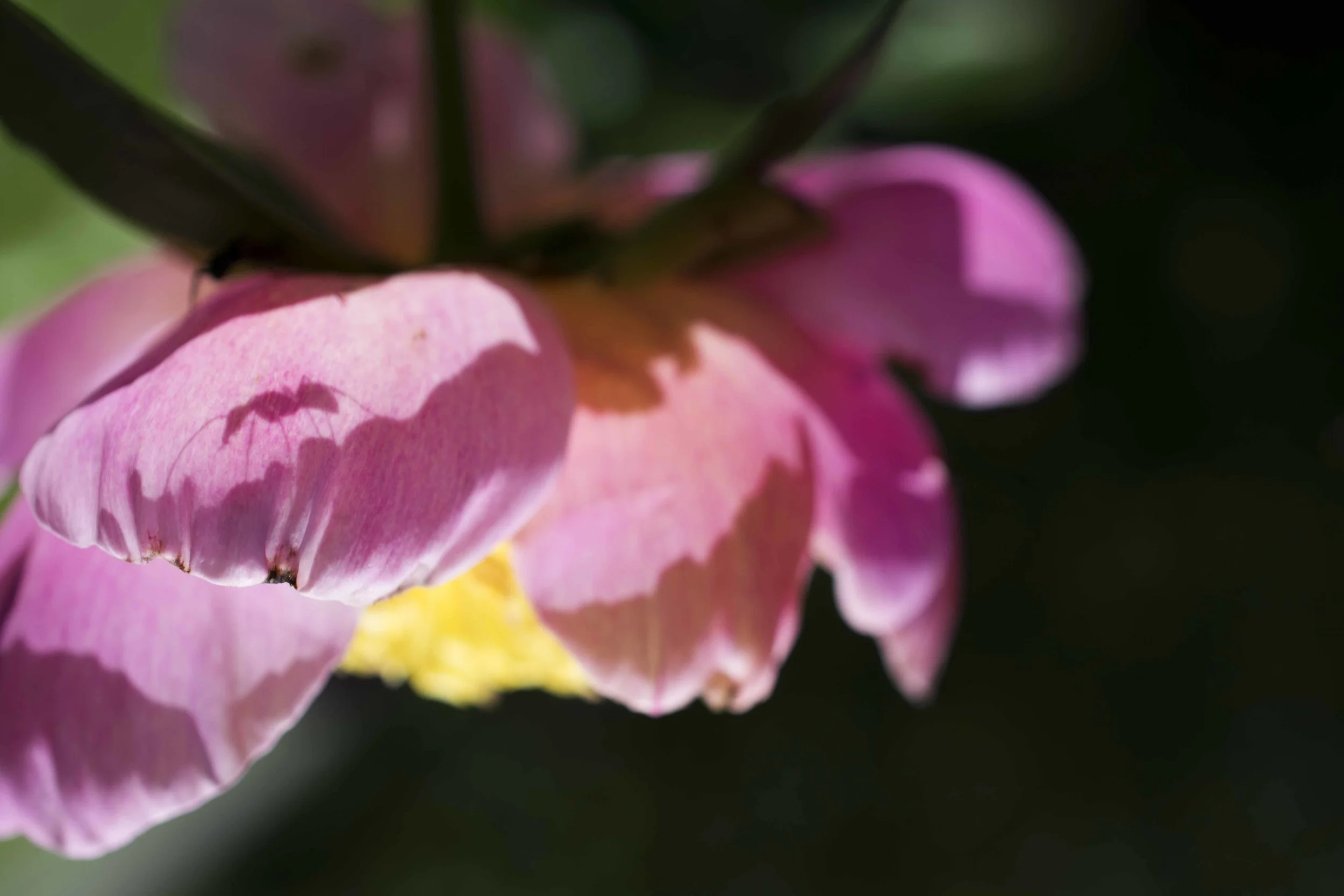 DSC_0029.jpg