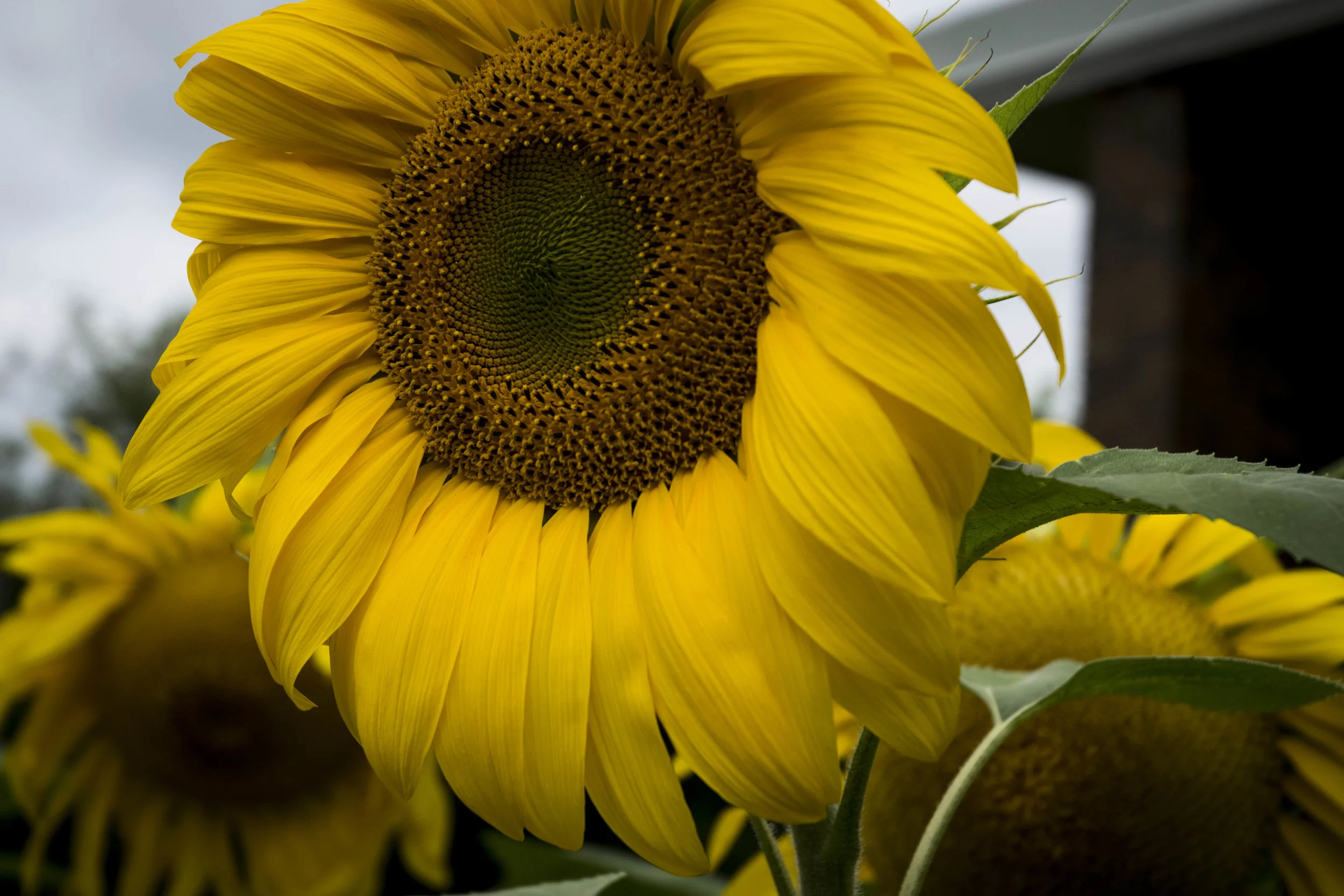 DSC_0010n.jpg