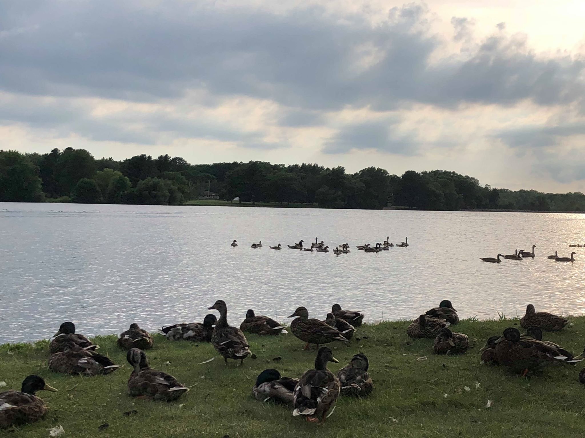 Ducks on riverbank.jpg