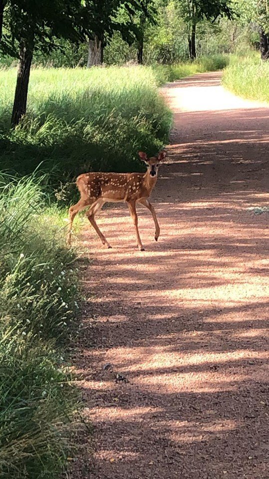 Fawn on Trial.jpg