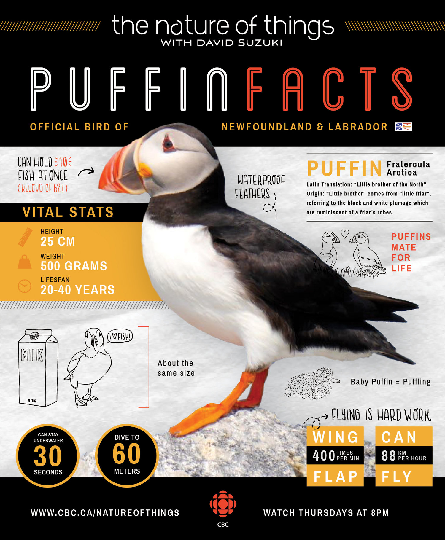 Fun Facts About Puffins for Kids - Owlcation