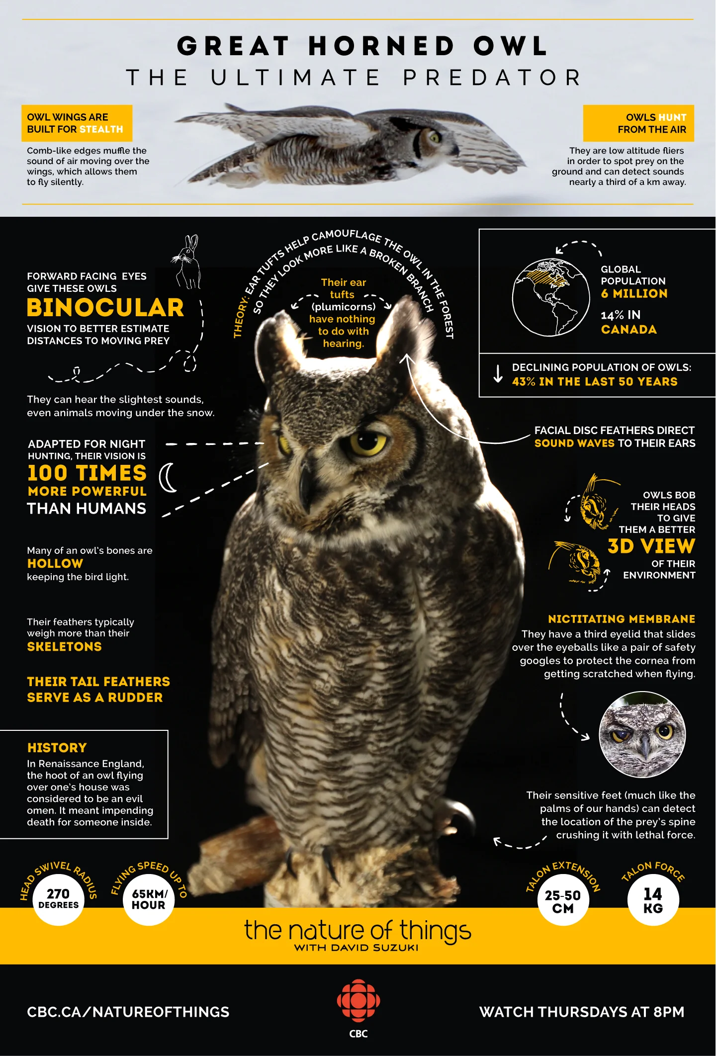 Great-Horned-Owl-Infographic.jpg