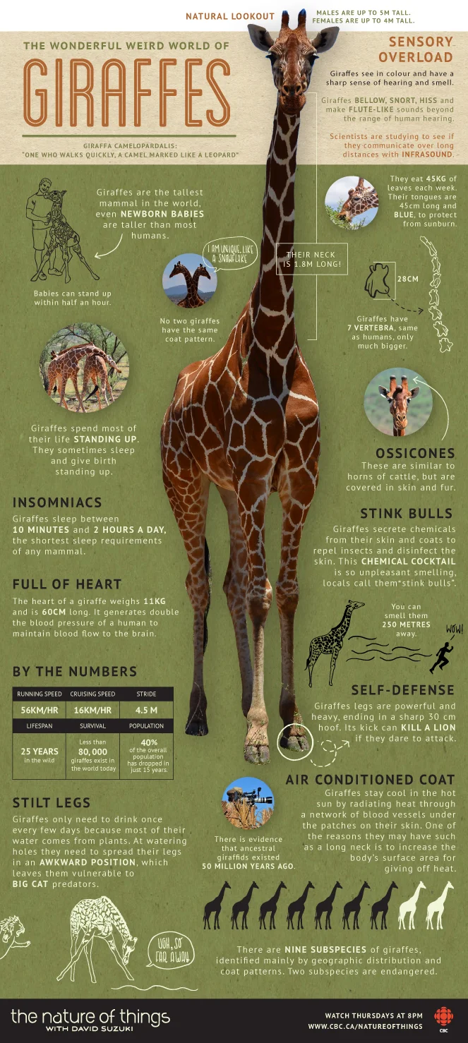 Emma-Segal---Giraffe-Infograph.jpg