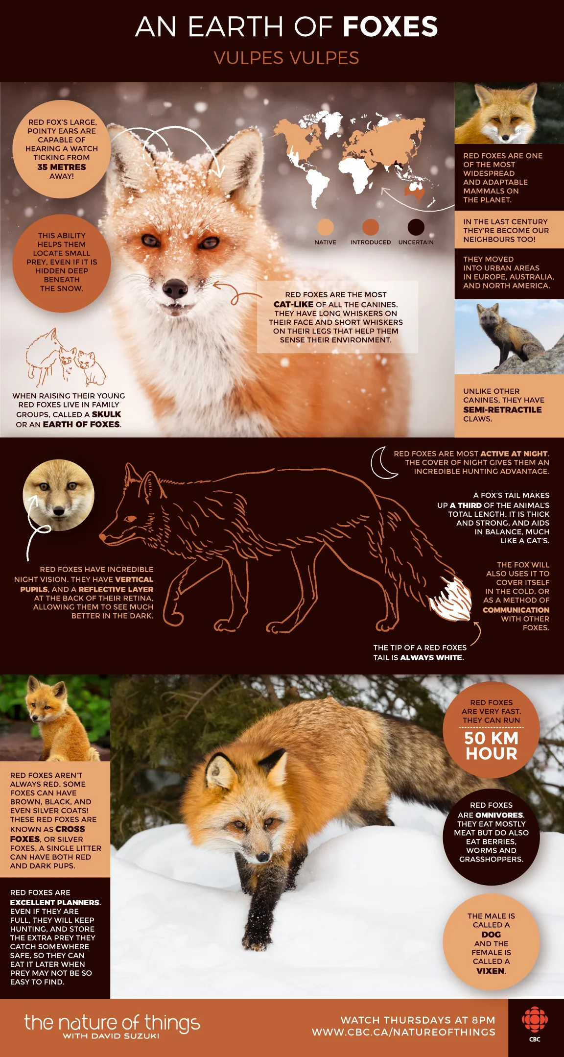 Foxies_Lg.jpg