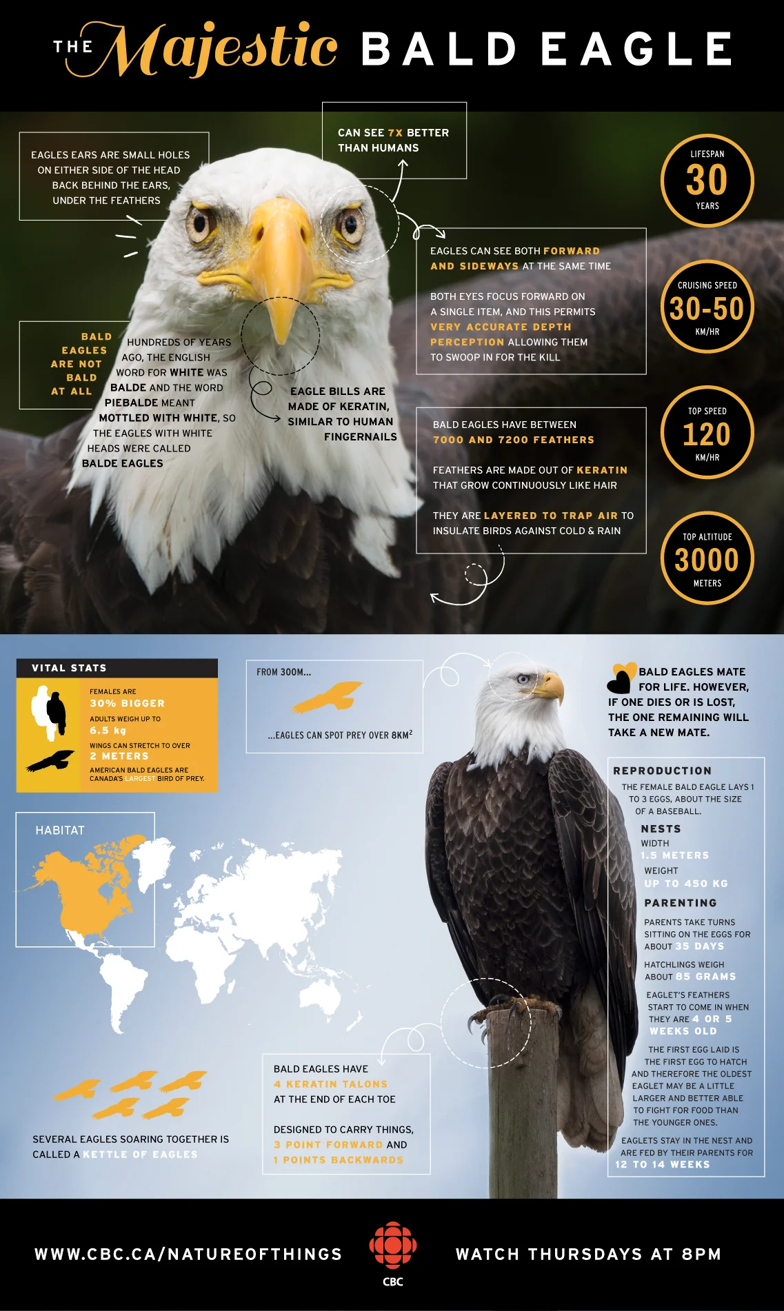 Eagles.jpg
