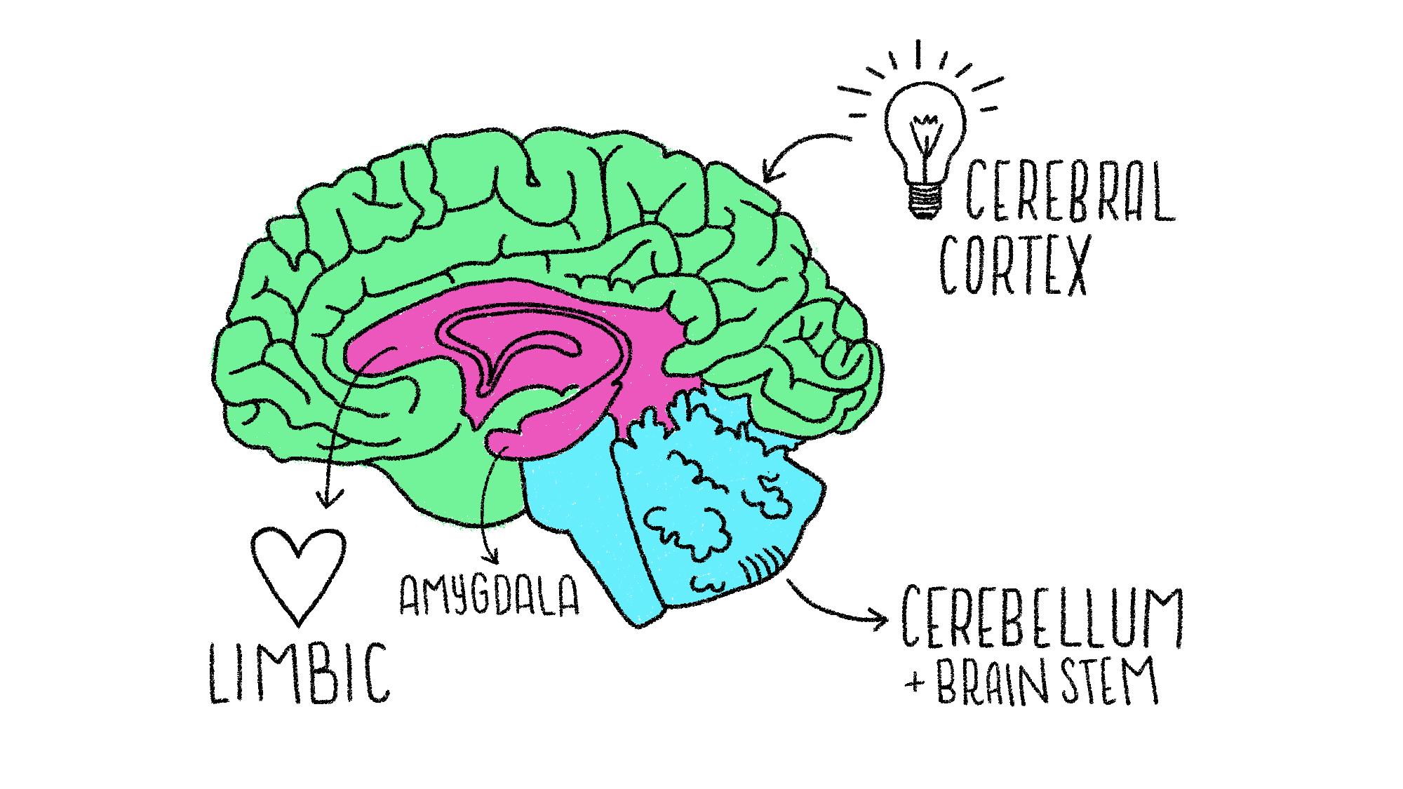 BrainBW.png