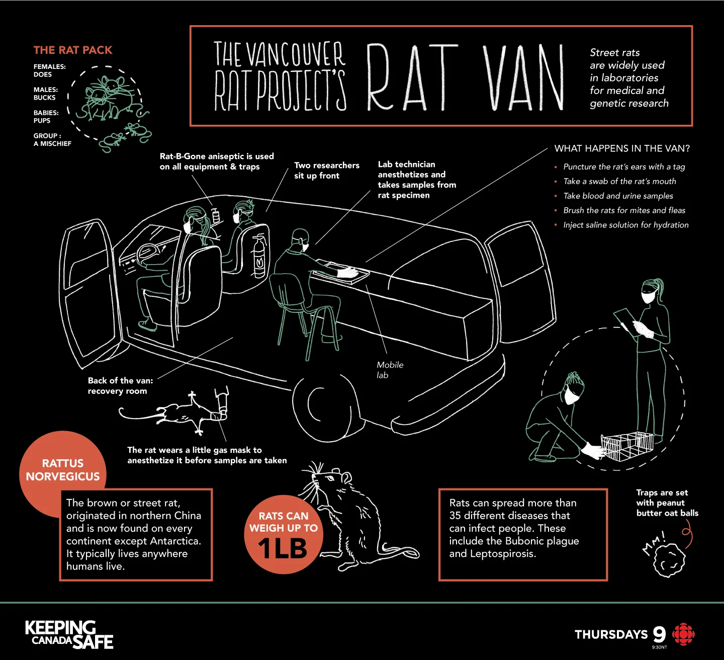 Rat-Van_P.jpg