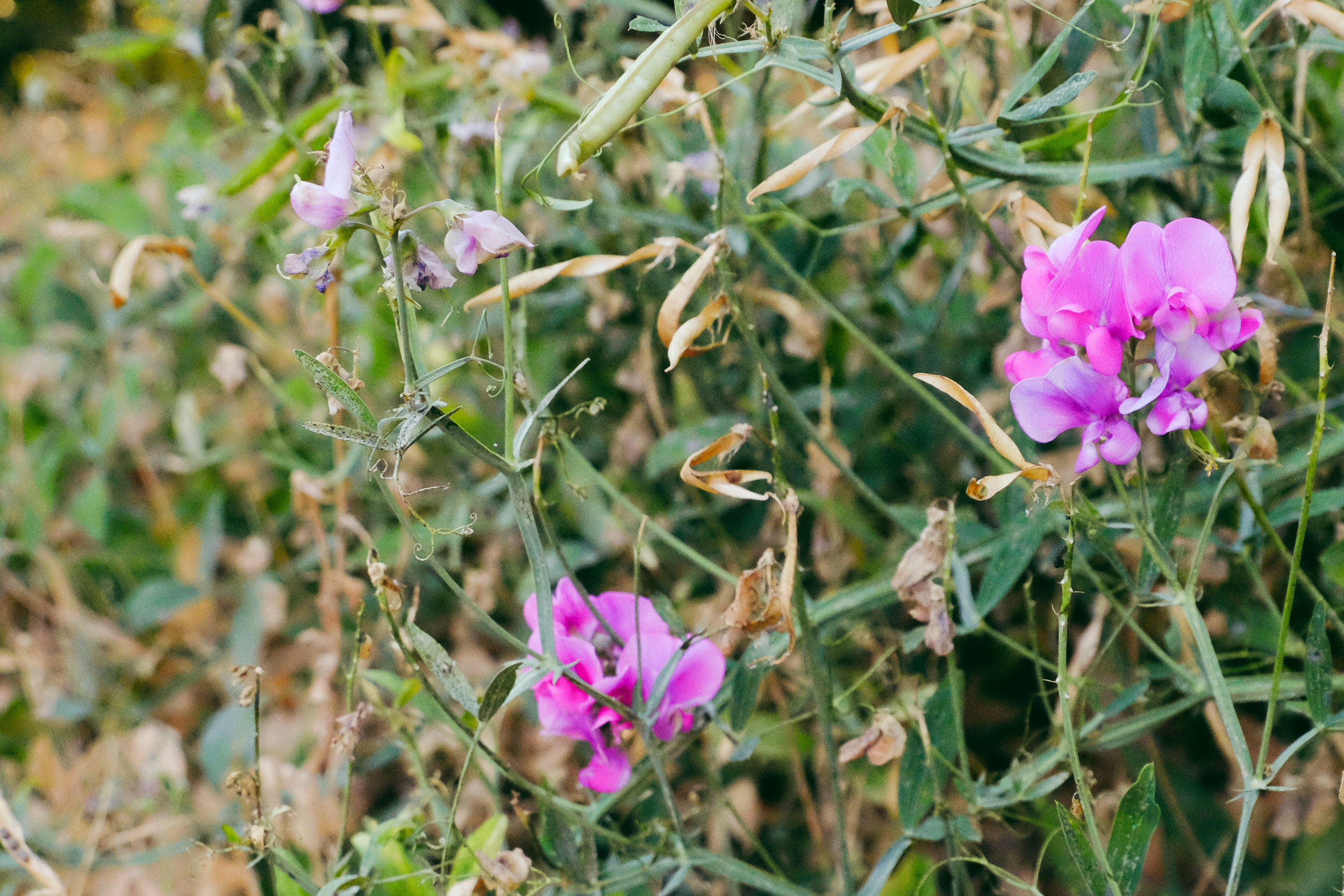 Wild Sweet Peas
