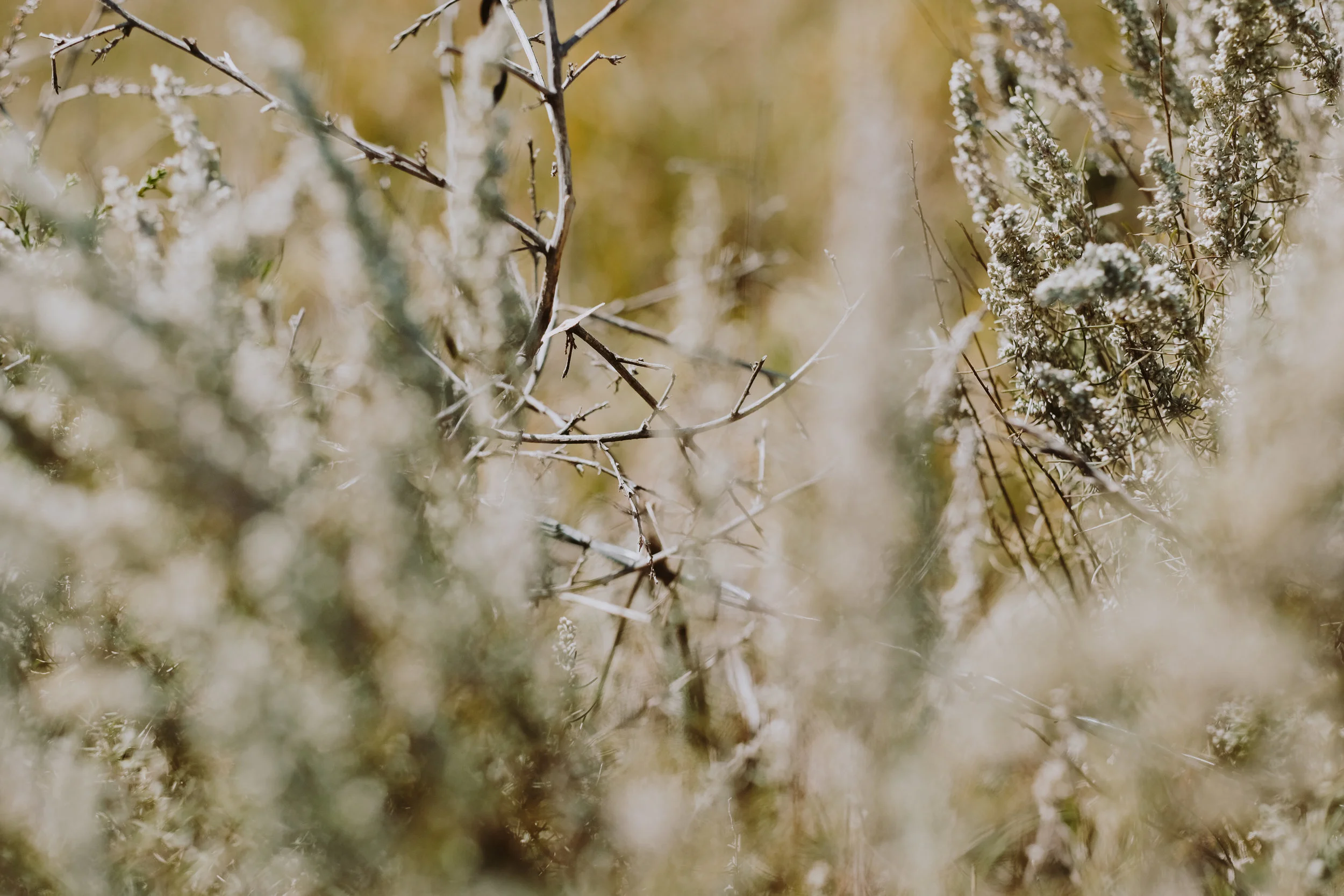 DSCF5735.jpg