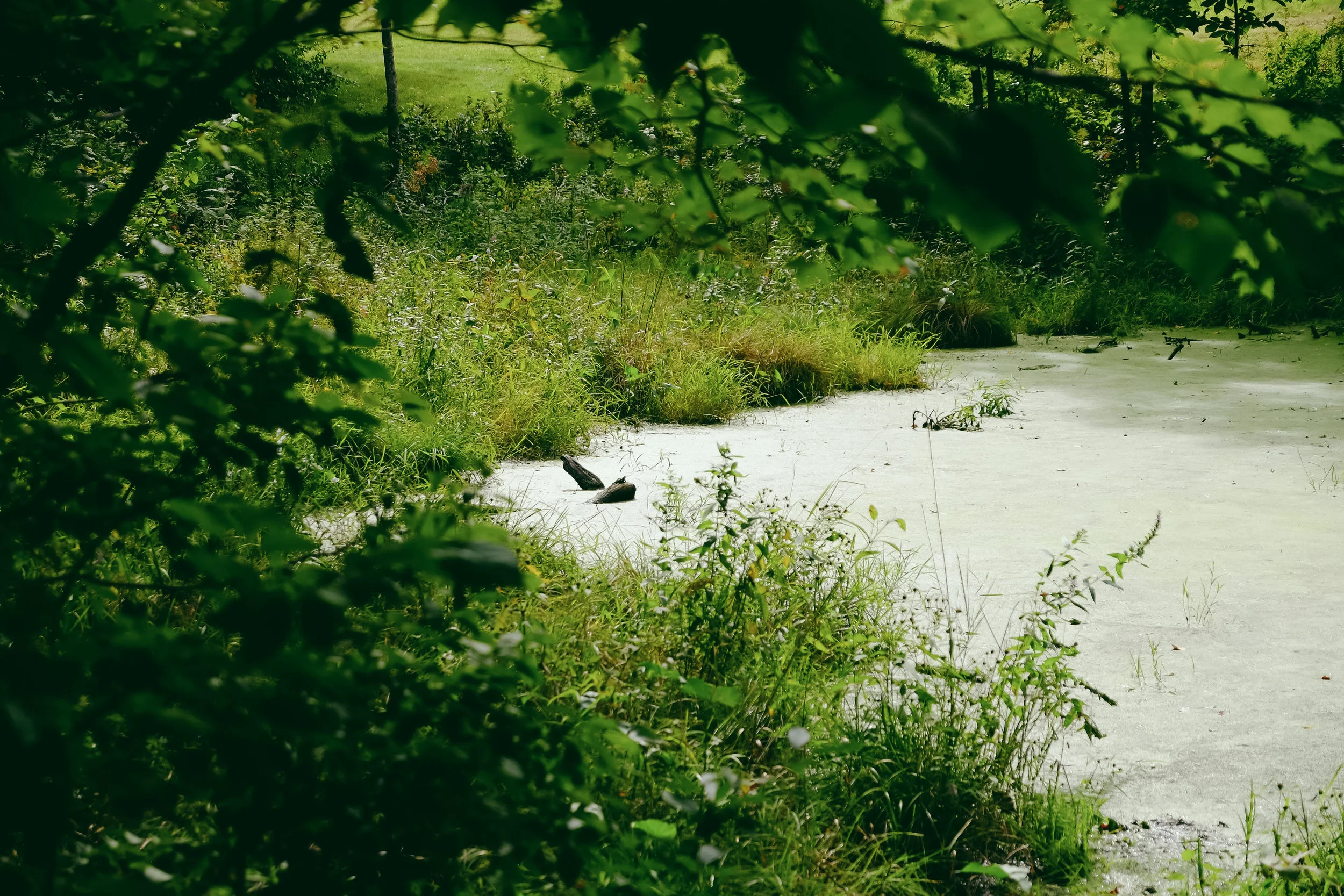 DSCF6290.jpg