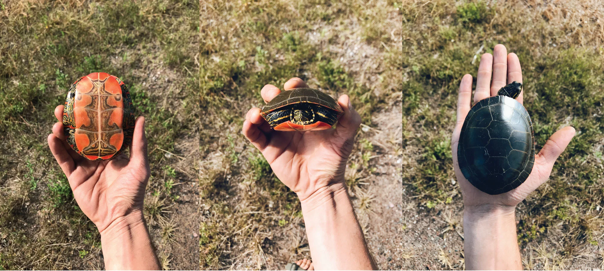 Turtles-.jpg