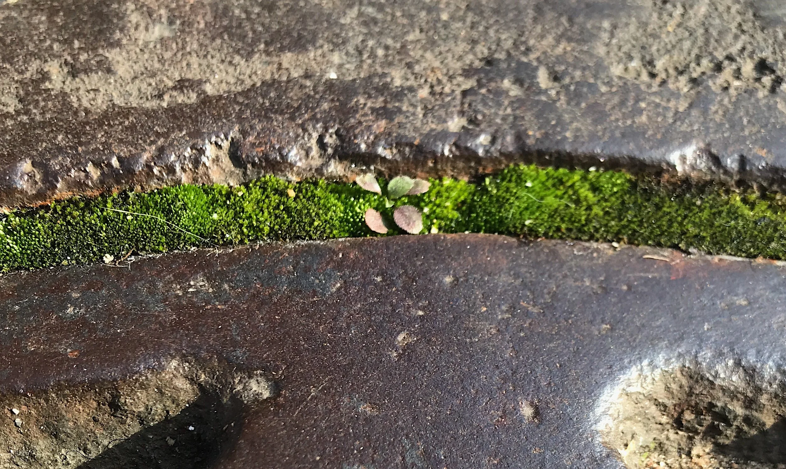 Becoming Moss - A Meditation