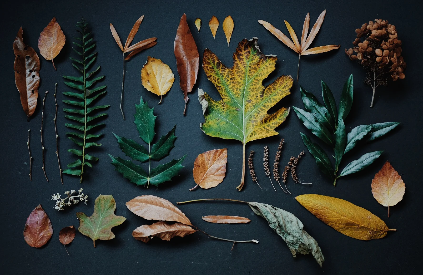 The Dreams of Trees - A Meditation  (Part 1)