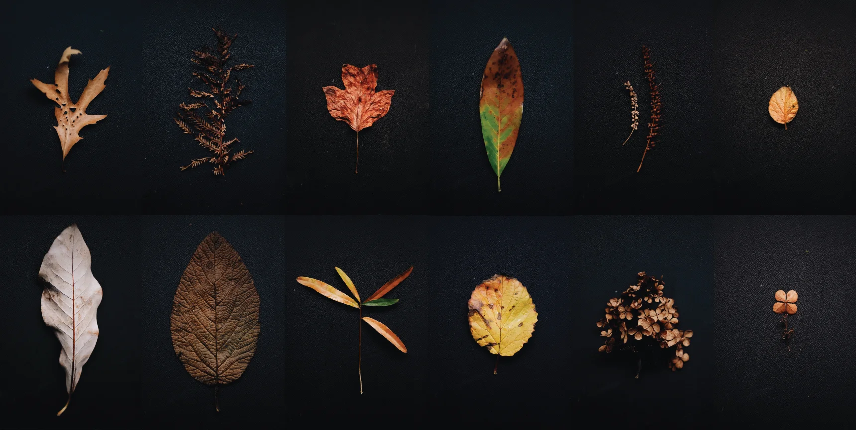 The Dreams of Trees - A Meditation (Part 2)